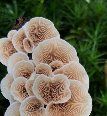 CV Chatbot - Header Image..jpg