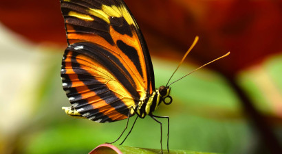 Butterfly.jpg