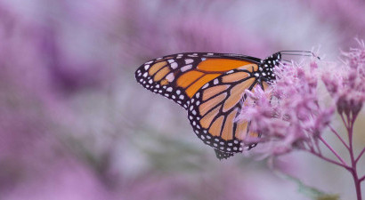 Butterfly in on lavender plant