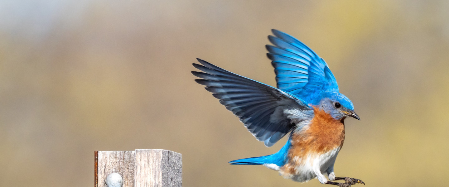 Bird_landing_on_a_fence_.jpeg