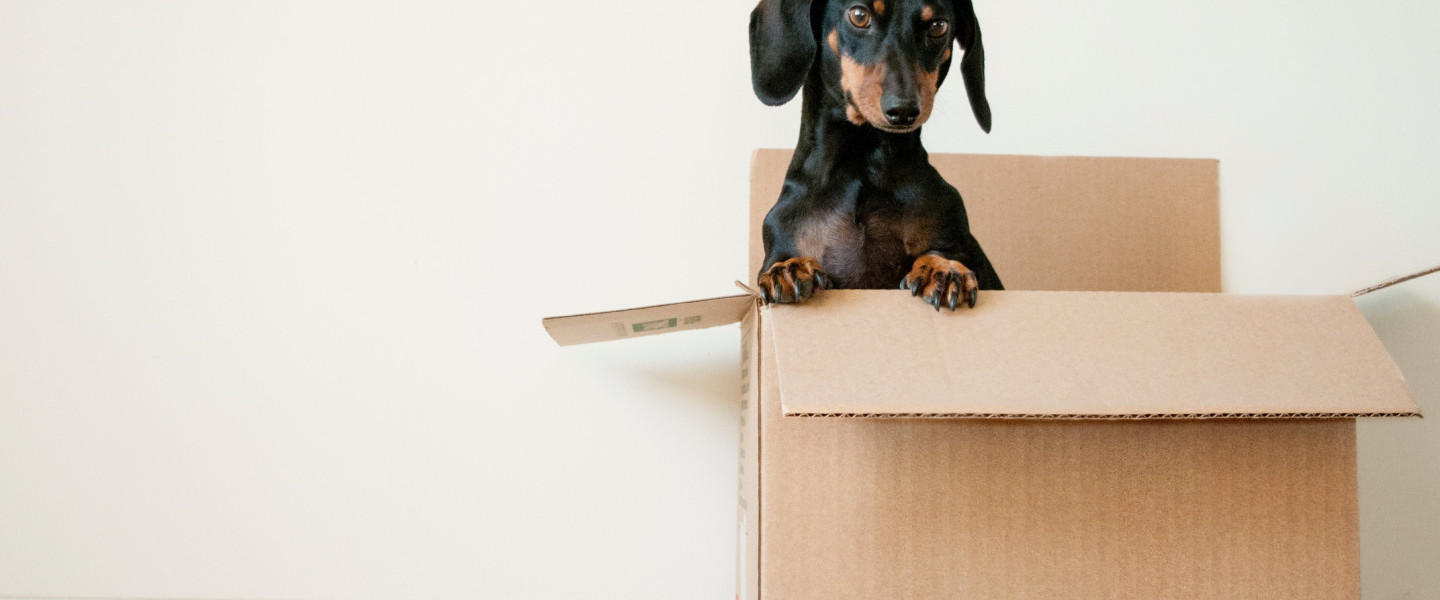 Daschund_in_a_cardboard_box_.jpg