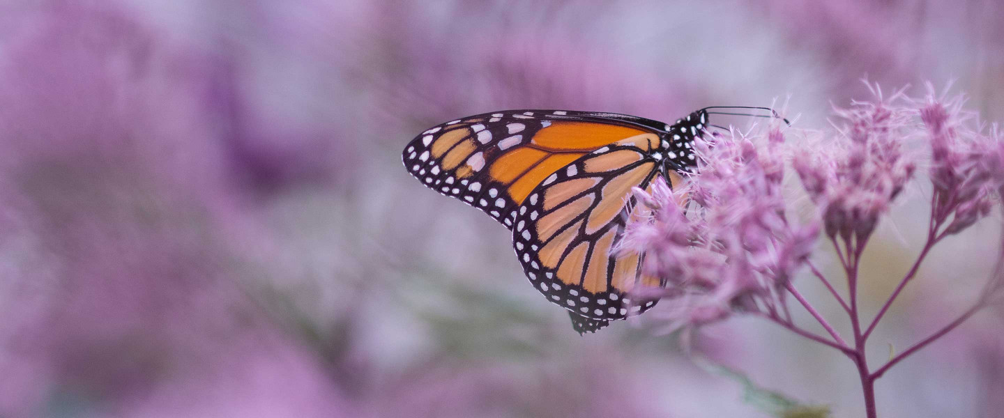Butterfly in on lavender plant