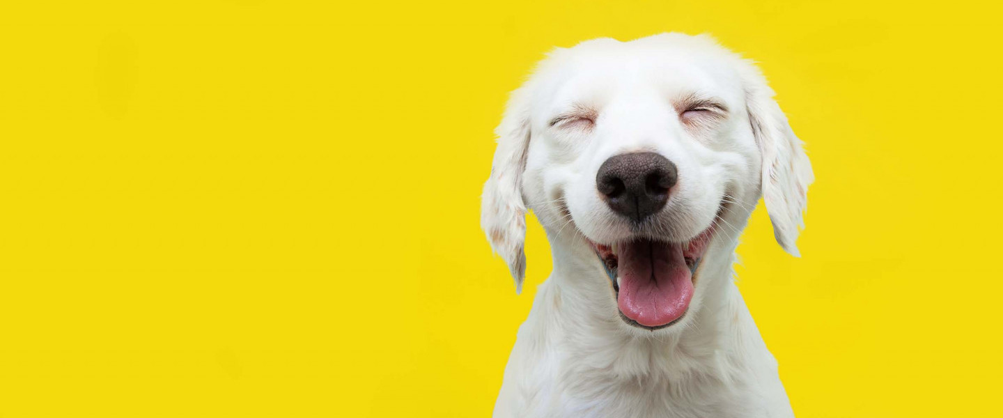 Smiling Happy Dog
