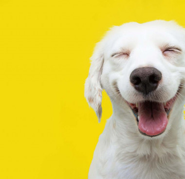 Smiling Happy Dog